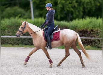 Andalusier, Stute, 4 Jahre, 152 cm, Palomino