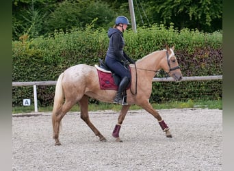 Andalusier, Stute, 4 Jahre, 152 cm, Palomino