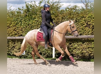 Andalusier, Stute, 4 Jahre, 152 cm, Palomino