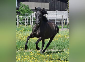 Andalusier, Stute, 4 Jahre, 152 cm, Rappe