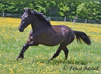 Andalusier, Stute, 4 Jahre, 152 cm, Rappe