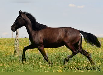 Andalusier, Stute, 4 Jahre, 152 cm, Rappe