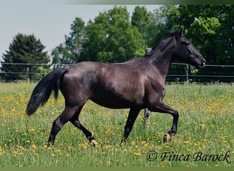 Andalusier, Stute, 4 Jahre, 152 cm, Rappe