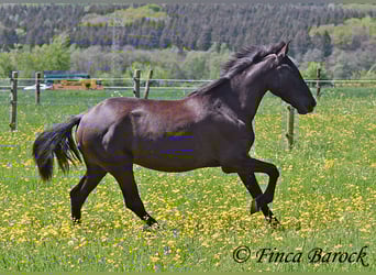 Andalusier, Stute, 4 Jahre, 152 cm, Rappe