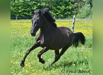 Andalusier, Stute, 4 Jahre, 152 cm, Rappe