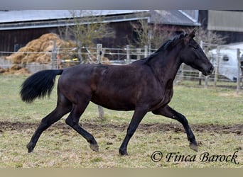 Andalusier, Stute, 4 Jahre, 152 cm, Rappe