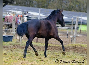 Andalusier, Stute, 4 Jahre, 152 cm, Rappe