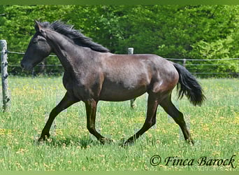 Andalusier, Stute, 4 Jahre, 152 cm, Rappe