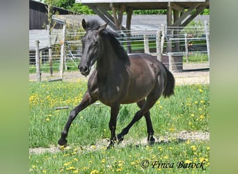Andalusier, Stute, 4 Jahre, 152 cm, Rappe