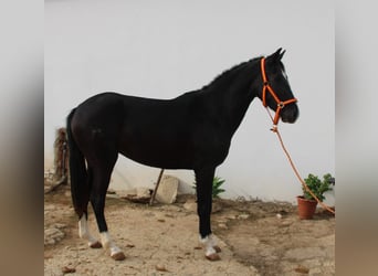 Andalusier, Stute, 4 Jahre, 152 cm, Rappe