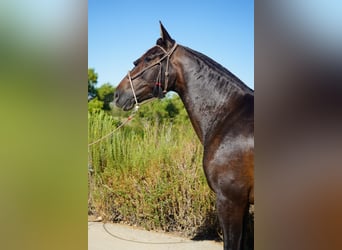 Andalusier, Stute, 4 Jahre, 152 cm, Rotbrauner