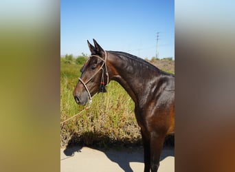 Andalusier, Stute, 4 Jahre, 152 cm, Rotbrauner