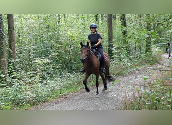 Andalusier, Stute, 4 Jahre, 153 cm, Brauner
