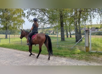Andalusier, Stute, 4 Jahre, 153 cm, Brauner