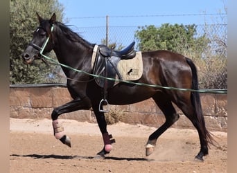 Andalusier, Stute, 4 Jahre, 153 cm, Rappe