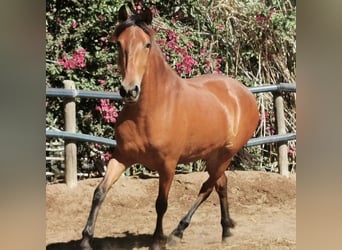 Andalusier, Stute, 4 Jahre, 154 cm, Brauner