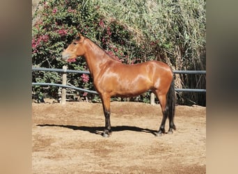 Andalusier, Stute, 4 Jahre, 154 cm, Brauner