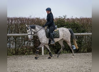 Andalusier, Stute, 4 Jahre, 154 cm, Schimmel