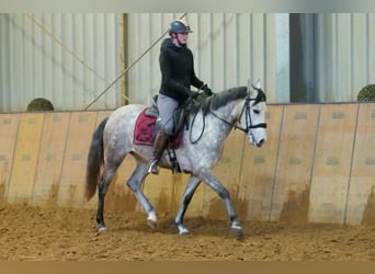 Andalusier, Stute, 4 Jahre, 154 cm, Schimmel