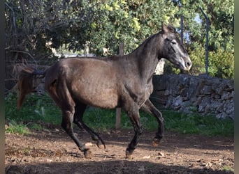 Andalusier, Stute, 4 Jahre, 154 cm, Schimmel
