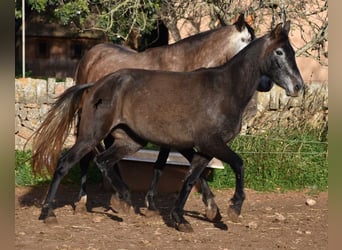 Andalusier, Stute, 4 Jahre, 154 cm, Schimmel