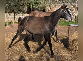 Andalusier, Stute, 4 Jahre, 154 cm, Schimmel