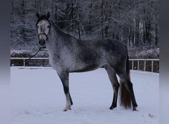 Andalusier, Stute, 4 Jahre, 155 cm, Apfelschimmel