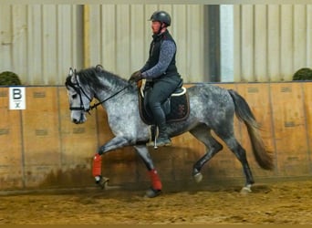 Andalusier, Stute, 4 Jahre, 155 cm, Apfelschimmel