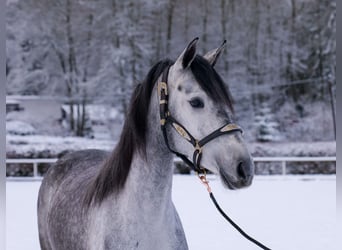 Andalusier, Stute, 4 Jahre, 155 cm, Apfelschimmel