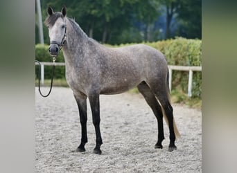 Andalusier, Stute, 4 Jahre, 155 cm, Blauschimmel