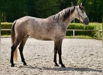 Andalusier, Stute, 4 Jahre, 155 cm, Blauschimmel