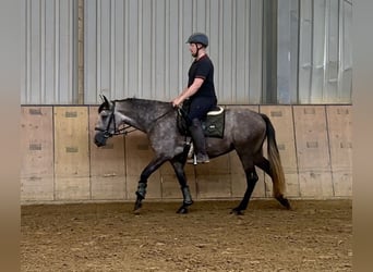 Andalusier, Stute, 4 Jahre, 155 cm, Blauschimmel