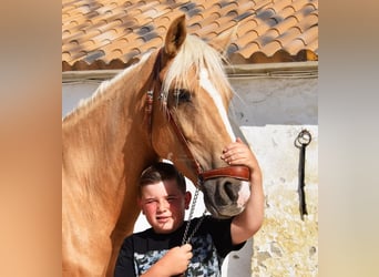 Andalusier, Stute, 4 Jahre, 156 cm, Palomino