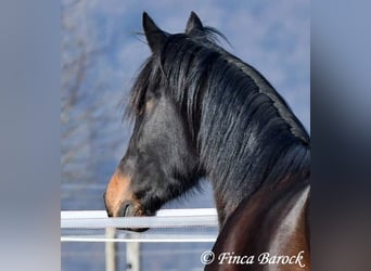 Andalusier, Stute, 4 Jahre, 156 cm, Schwarzbrauner
