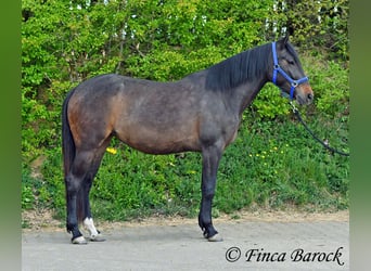 Andalusier, Stute, 4 Jahre, 156 cm, Schwarzbrauner