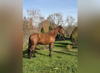 Andalusier, Stute, 4 Jahre, 157 cm, Brauner