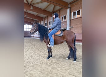 Andalusier, Stute, 4 Jahre, 157 cm, Brauner