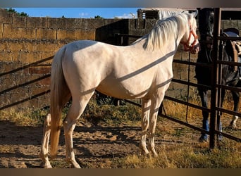 Andalusier, Stute, 4 Jahre, 157 cm, Cremello