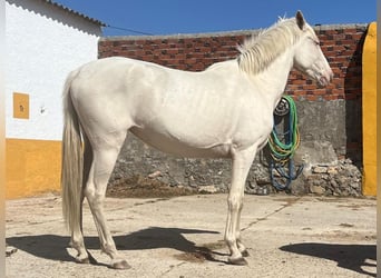 Andalusier, Stute, 4 Jahre, 157 cm, Cremello