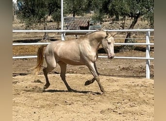 Andalusier, Stute, 4 Jahre, 157 cm