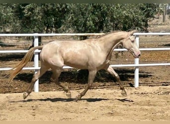 Andalusier, Stute, 4 Jahre, 157 cm