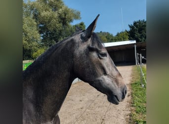 Andalusier, Stute, 4 Jahre, 157 cm, Kann Schimmel werden