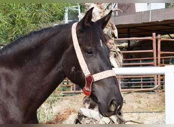 Andalusier, Stute, 4 Jahre, 157 cm, Rappe
