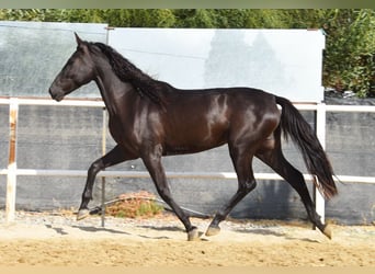 Andalusier, Stute, 4 Jahre, 157 cm, Rappe