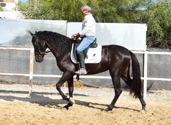 Andalusier, Stute, 4 Jahre, 157 cm, Rappe