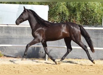 Andalusier, Stute, 4 Jahre, 157 cm, Rappe