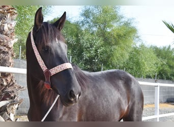 Andalusier, Stute, 4 Jahre, 157 cm, Rappe