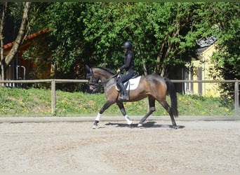 Andalusier, Stute, 4 Jahre, 158 cm, Dunkelbrauner