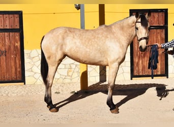 Andalusier, Stute, 4 Jahre, 158 cm, Falbe