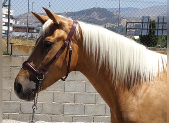 Andalusier Mix, Stute, 4 Jahre, 158 cm, Palomino